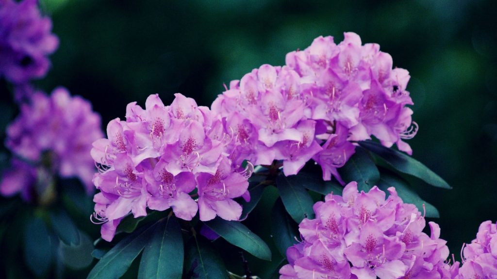 Tanaman Rhododendron